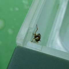 Sphaerophoria pyrrhina