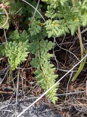 Woodsia oregana
