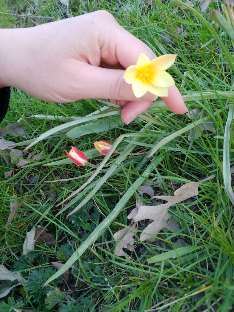Tulipa clusiana, Golden Triangle, Ottawa, ON, Canada