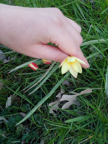 Tulipa clusiana