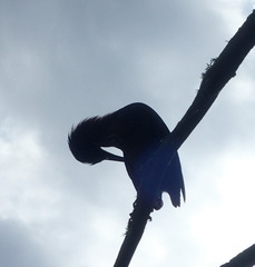 Butorides virescens image