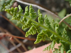 Woodsia oregana