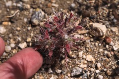 Loeseliastrum schottii