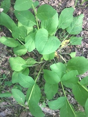Mertensia virginica