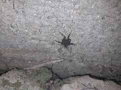 Parapachyloides uncinatus