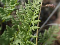 Woodsia oregana