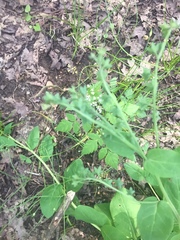 Mertensia virginica