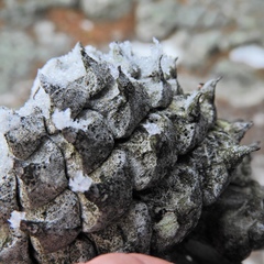 Lecanora minutella
