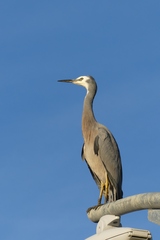Egretta novaehollandiae novaehollandiae