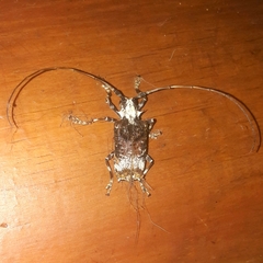 Polyrhaphis grandini