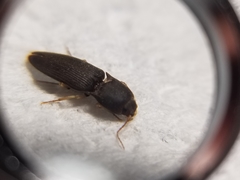 Heteroderes amplicollis