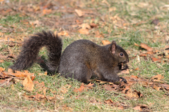 Sciurus carolinensis