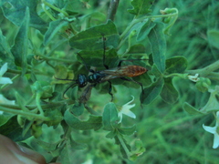 Chlorion hemipyrrhum