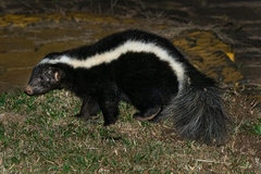 Molina's Hog-Nosed Skunk photo 2