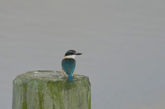 Todiramphus sanctus vagans