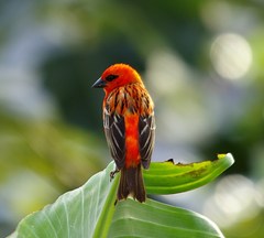 Foudia madagascariensis