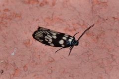 Urodidae