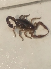 Centruroides