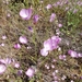 Clarkia cylindrica clavicarpa - Photo (c) Sean Werle, some rights reserved (CC BY-NC), uploaded by Sean Werle