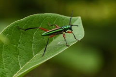 Mionochroma vittatum