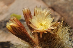 Trichocereus bertramianus