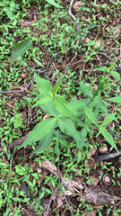 Silene stellata
