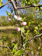 Malus ioensis