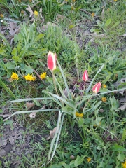 Tulipa clusiana