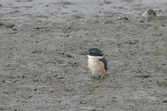 Todiramphus sanctus vagans