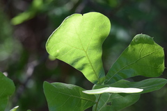 Amphibolips globulus