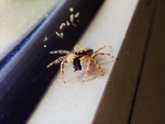 Menemerus bivittatus