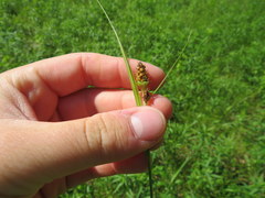 Carex hirsutella