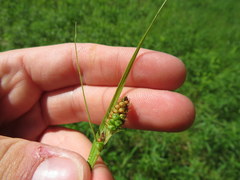Carex hirsutella