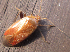 Castanopsides kerzhneri