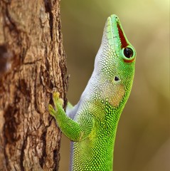 Phelsuma grandis