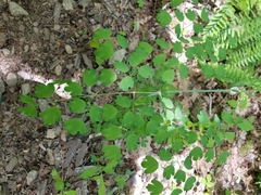 Thalictrum thalictroides