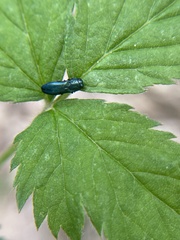 Agrilinae