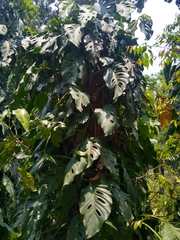 Monstera acuminata