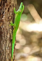 Phelsuma grandis