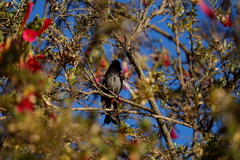 Diglossa carbonaria