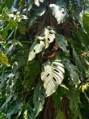 Monstera acuminata