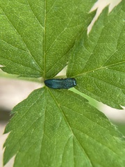 Agrilinae