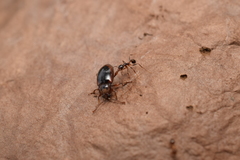 Pheidole nodus