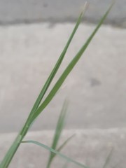 Poaceae