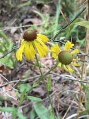 Helenium campestre