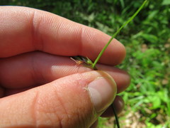 Scleria oligantha