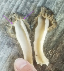 Morchella punctipes