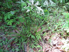 Scleria oligantha