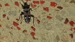 Caprochromus moerens