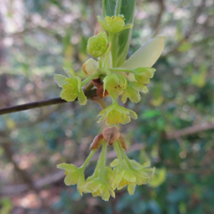 Lindera umbellata